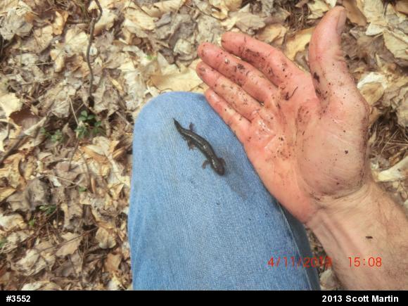 Northern Dusky Salamander