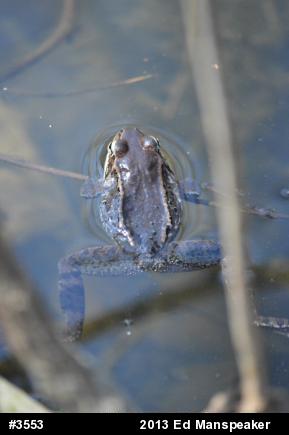 Wood Frog