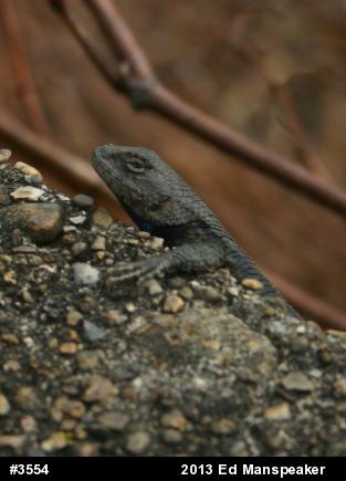 Eastern Fence Lizard