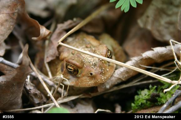 Eastern American Toad