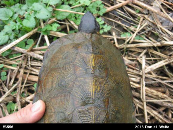 Wood Turtle