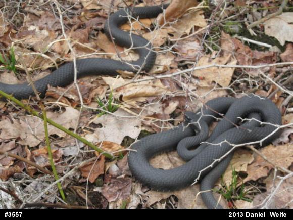 Northern Black Racer
