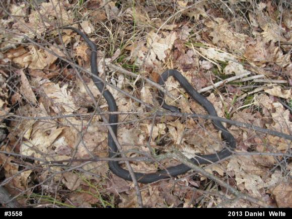 Eastern Ratsnake