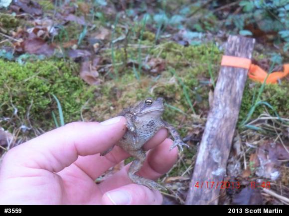 Eastern American Toad