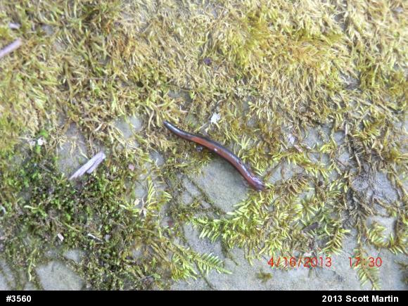 Eastern Red-backed  Salamander