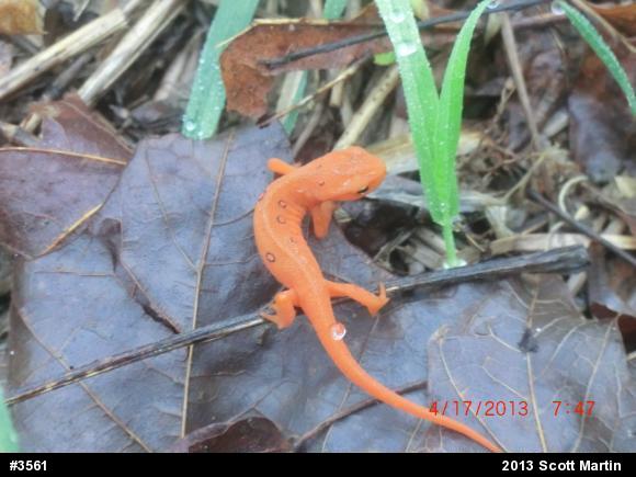Red-spotted Newt