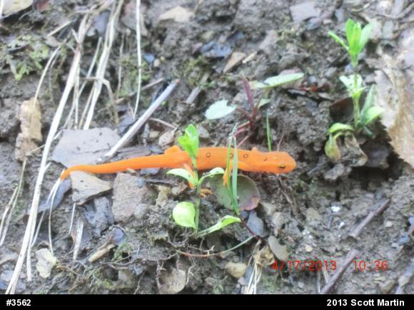 Red-spotted Newt