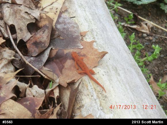 Red-spotted Newt