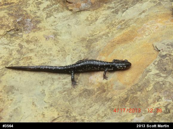 Northern Slimy Salamander
