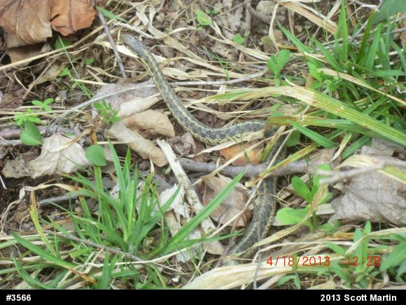 Eastern Gartersnake
