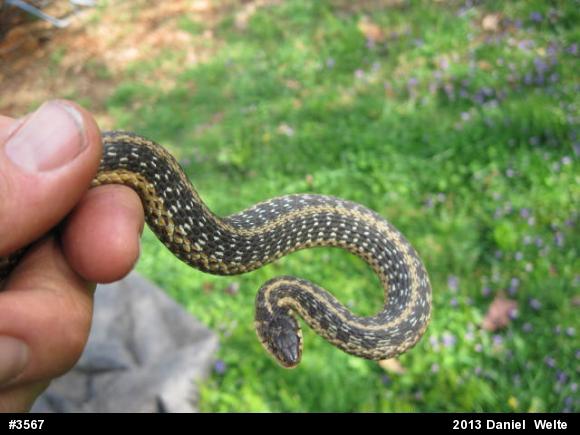 Eastern Gartersnake