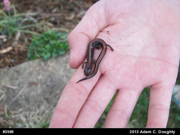 Eastern Red-backed  Salamander