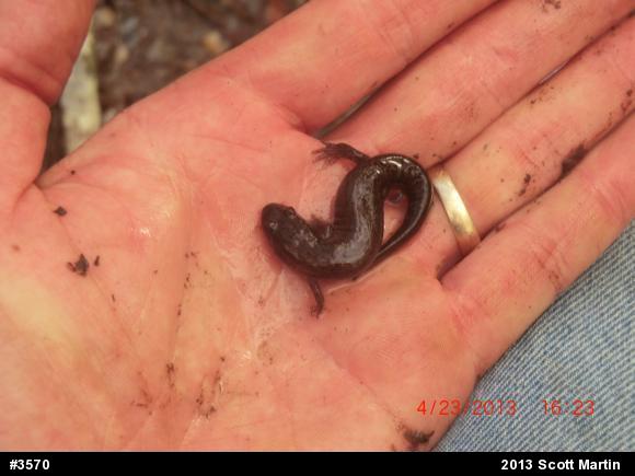 Northern Dusky Salamander