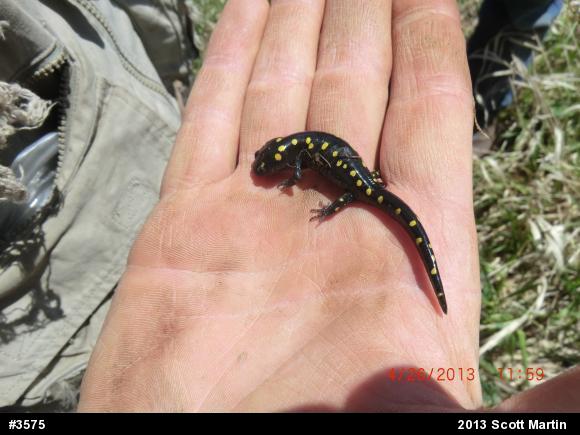 Spotted Salamander