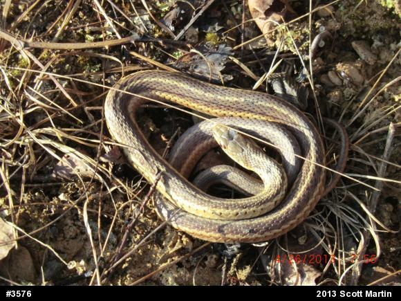 Eastern Gartersnake