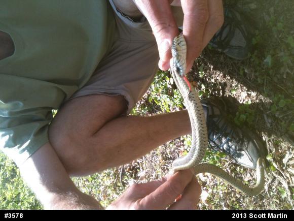 Eastern Gartersnake