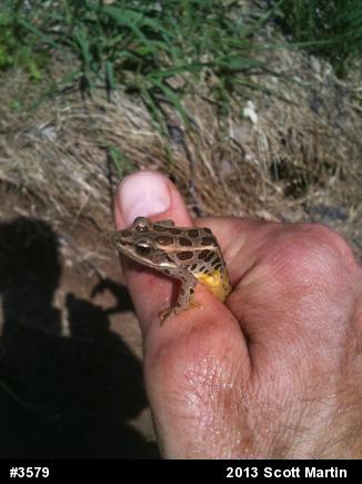 Pickerel Frog