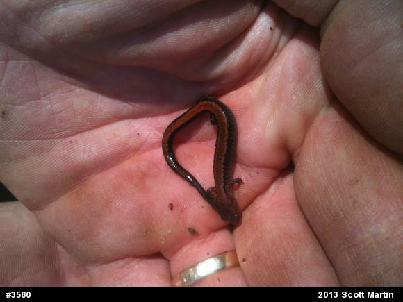 Eastern Red-backed  Salamander