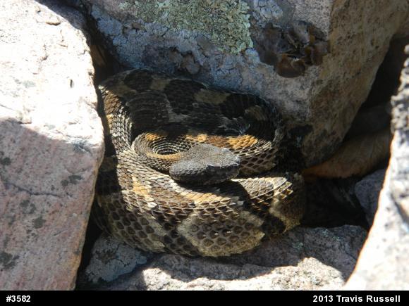 Timber Rattlesnake