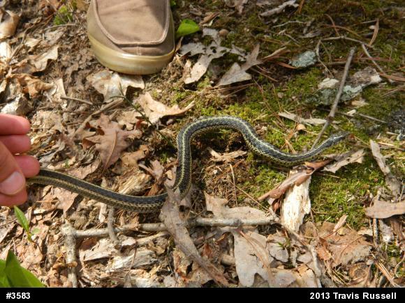 Eastern Gartersnake