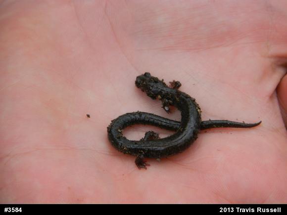 Valley And Ridge Salamander