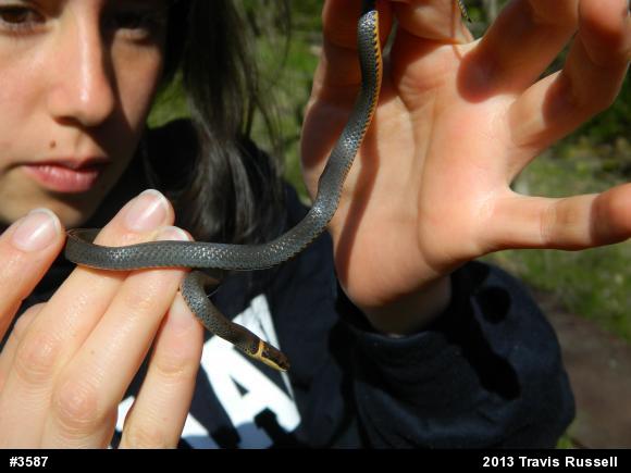 Northern Ring-necked Snake