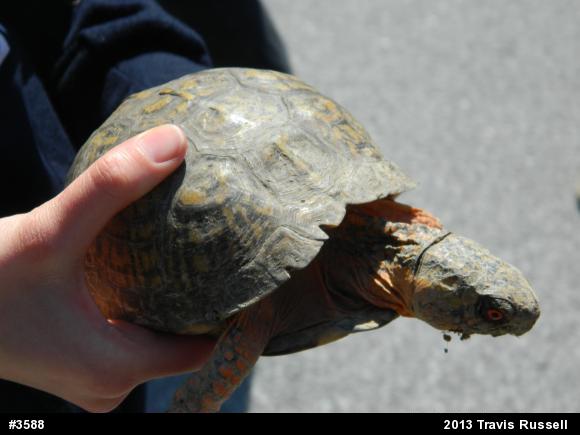Eastern Box Turtle