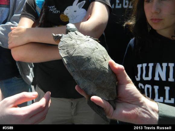 Wood Turtle
