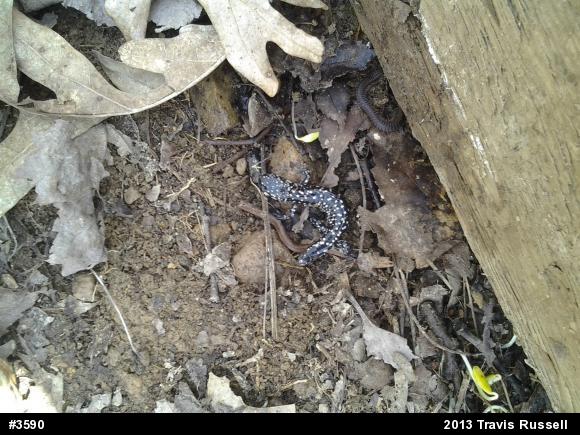 Northern Slimy Salamander