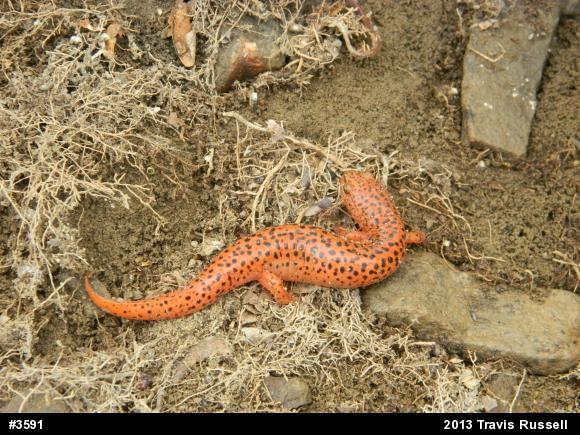 Northern Red Salamander