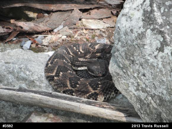 Timber Rattlesnake