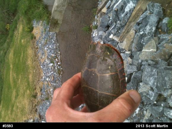 Eastern Painted Turtle