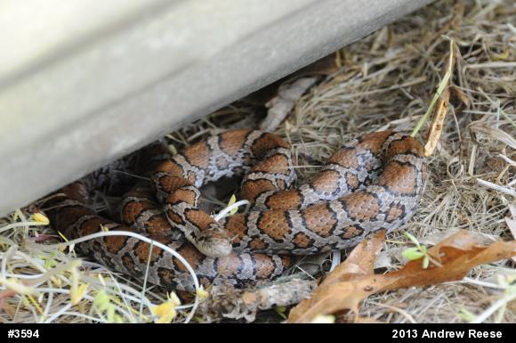 Eastern Milksnake