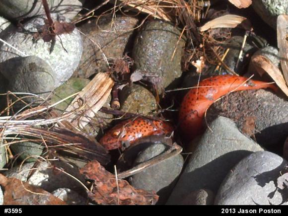 Northern Red Salamander