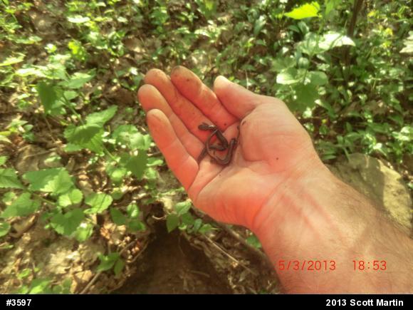 Eastern Red-backed  Salamander