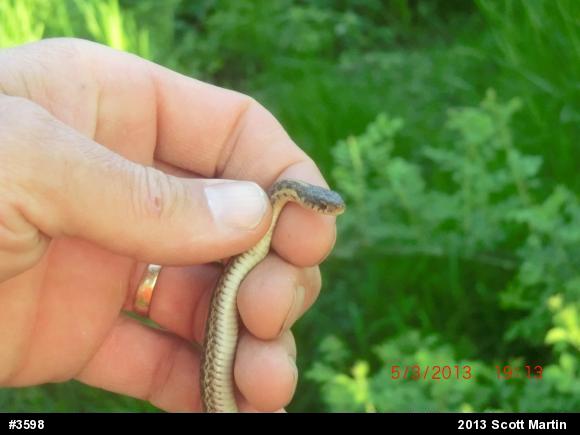 Eastern Gartersnake