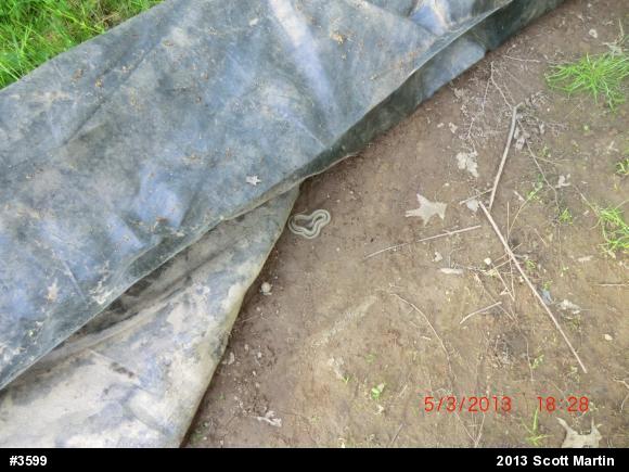 Eastern Gartersnake