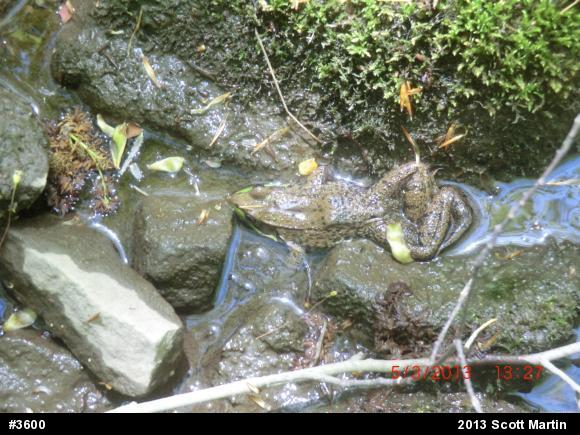 Green Frog