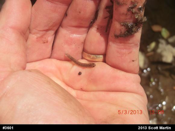 Northern Two-lined Salamander