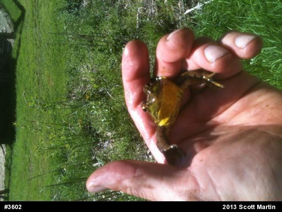 Green Frog