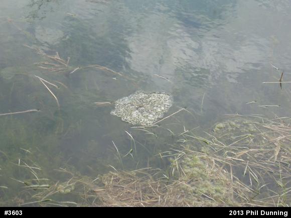 Wood Frog