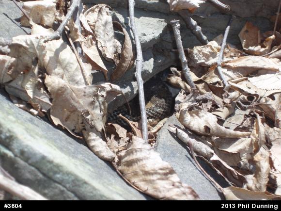 Timber Rattlesnake