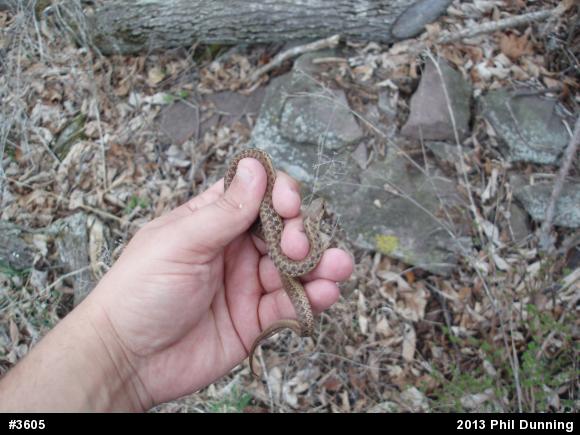 Eastern Gartersnake
