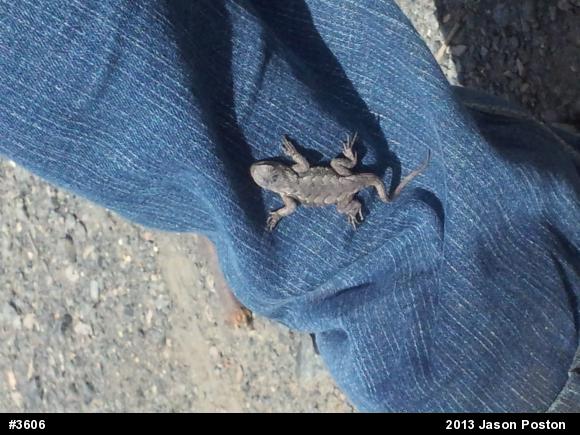 Eastern Fence Lizard