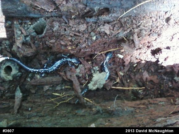 Northern Slimy Salamander