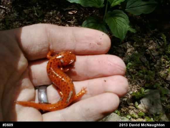Northern Red Salamander