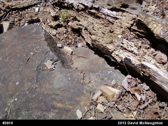 Timber Rattlesnake