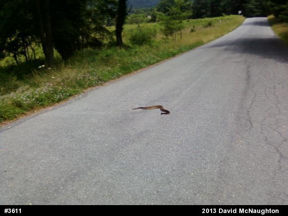Timber Rattlesnake