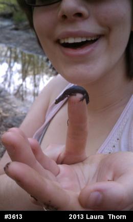 Northern Dusky Salamander