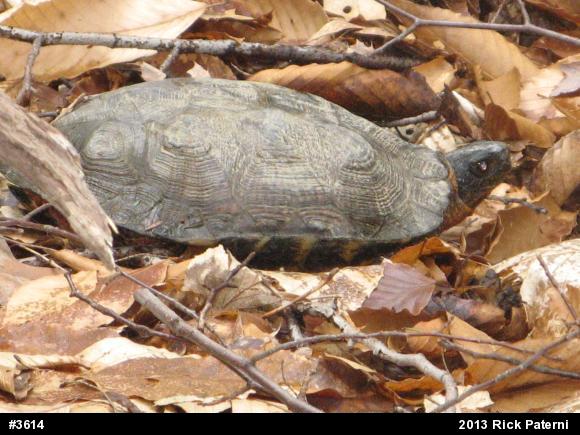 Wood Turtle